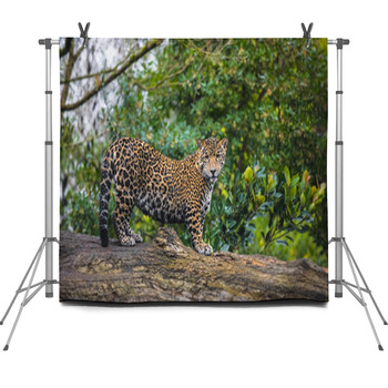 Beautiful Jaguar Animal In It's Natural  Fleece Backdrop