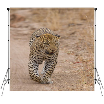Beautiful Large Male Leopard Custom Size Backdrop