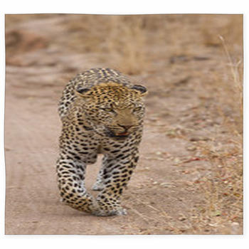 Beautiful Large Male Leopard Custom Size Floor Mat