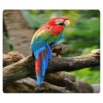 Beautiful Macaw Area Rug
