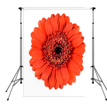 Beautiful Orange Gerbera Flower Pole Pocket Backdrop