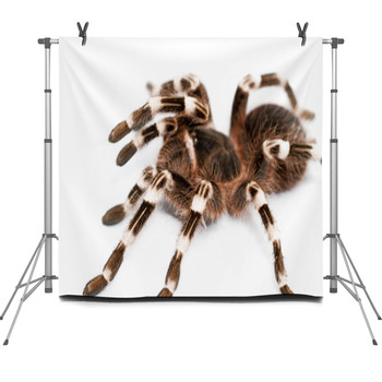 Beautiful Spider Fleece Backdrop