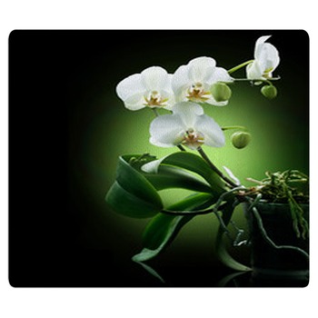Beautiful White Orchid Isolated On Black Area Rug