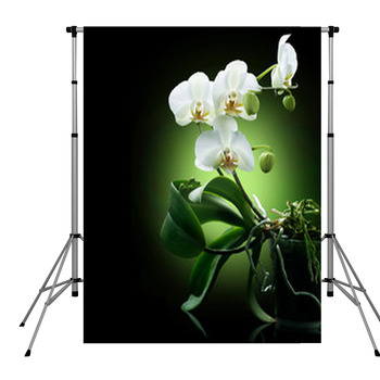 Beautiful White Orchid Isolated On  Pole Pocket Backdrop