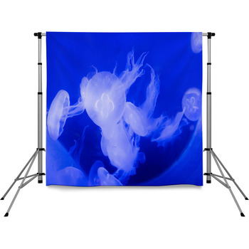 Beautifully Lit Compass Jellyfish Pole Pocket Backdrop