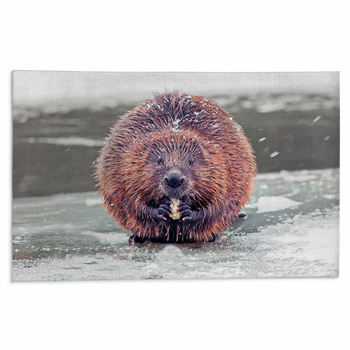 Beaver Rugs