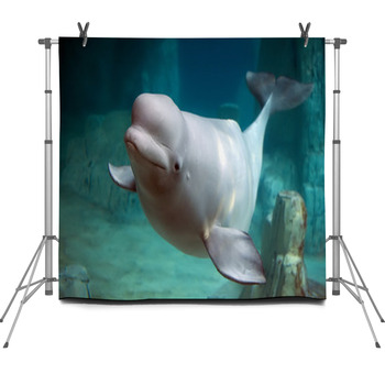 Beluga Whale Fleece Backdrop