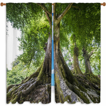 Big Old Tree Custom Size Window Curtain