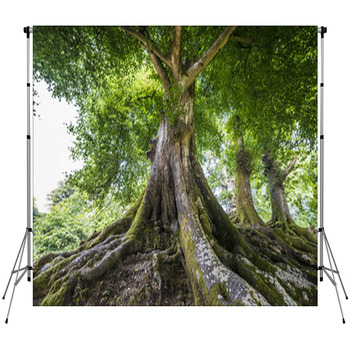Big Old Tree Fleece Backdrop