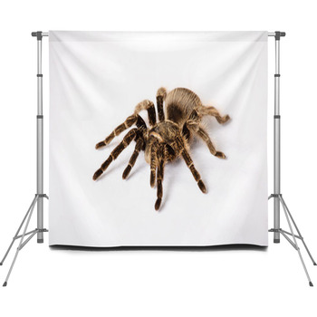 Big Spider Tarantula Is On A White  Custom Size Backdrop