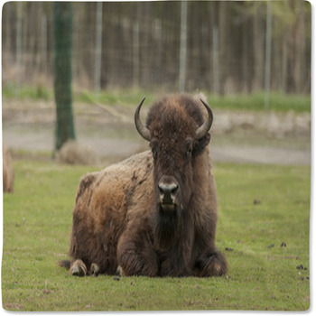 Bison sales baby blanket