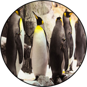 Black And White Penguin Round Rug
