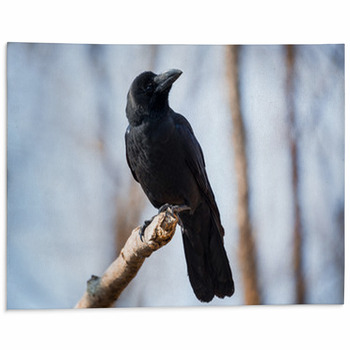 Black Crow Area Rug