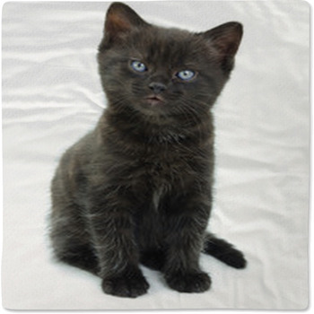 Black Kitten Baby Blanket