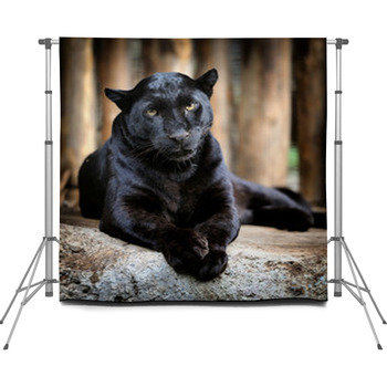 Black Leopard Custom Size Backdrop