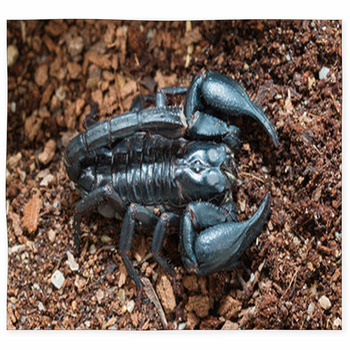 Black Scorpion On The Ground Custom Size Floor Mat