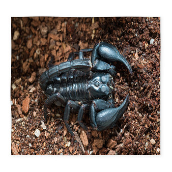 Black Scorpion On The Ground Custom Size Floor Mat