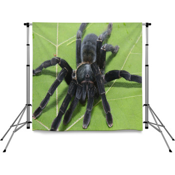 Black Spider Pole Pocket Backdrop