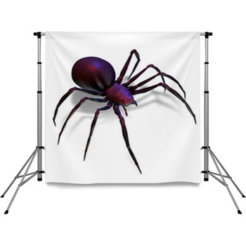 Black Widow Spider Isolated On Pole Pocket Backdrop
