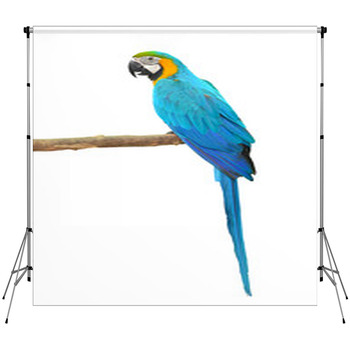 Blue And Gold Macaw Aviary Fleece Backdrop