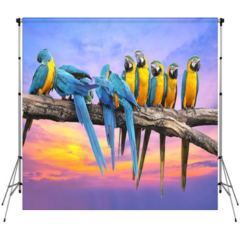 Blue And Yellow Macaw With Beautiful Fleece Backdrop