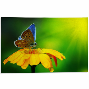 Blue Butterfly Area Rug
