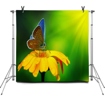 Blue Butterfly Fleece Backdrop