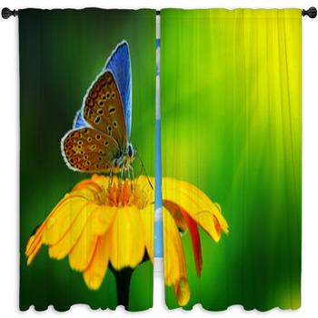 Blue Butterfly Standard Size Window Curtains