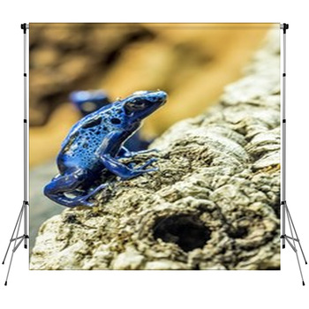 Blue Dart Frog Custom Size Backdrop