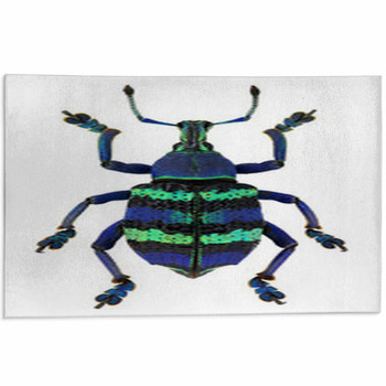 Blue Exotic Beetle Eupholus Magnificus Isolated  Area Rug