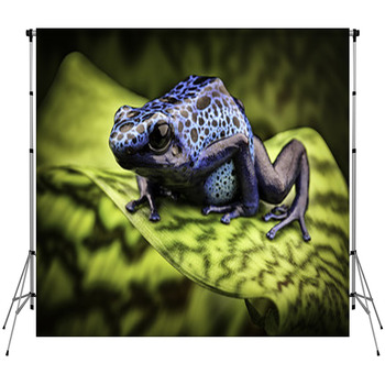 Blue Poison Dart Frog Amazon Rain Custom Size Backdrop