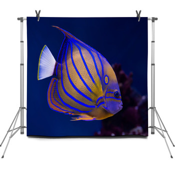 Bluering Angelfish Fleece Backdrop