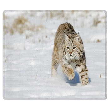 Bobcat Rugs