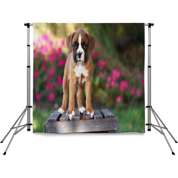 Boxer Puppy Standing On Wooden Pole Pocket Backdrop