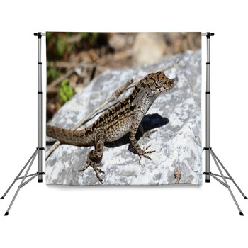 Brown Anole Lizard (Anolis Sagrei) Pole Pocket Backdrop