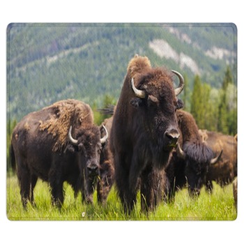 Buffalo Rugs