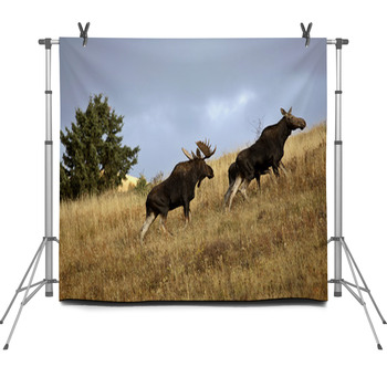 Bull Cow And Moose Calf In The Cypress Fleece Backdrop