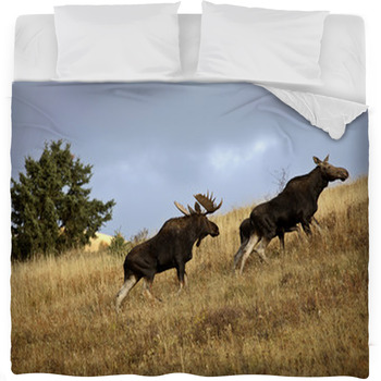 Bull Cow And Moose Calf In The Fleece Bed Blanket