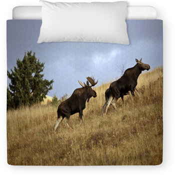 Bull Cow And Moose Calf In The Cypress Toddler Duvet