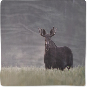 Bull Moose In Fog Baby Blanket
