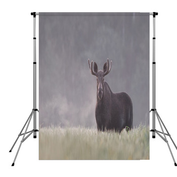 Bull Moose In Fog Pole Pocket Backdrop
