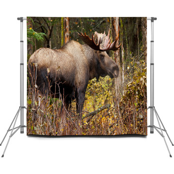 Bull Moose In Nature Brown Forest Custom Size Backdrop