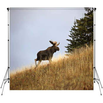 Bull Moose In The Cypress Hills Park Fleece Backdrop