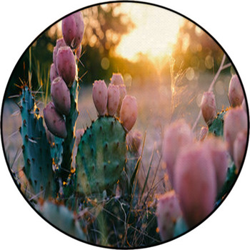 Cactus Rugs & Custom Size Floor Mats