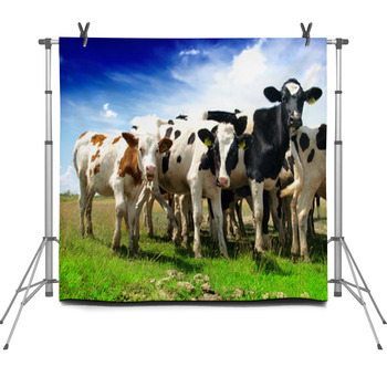 Calves On A Sunny Green Field Fleece Backdrop