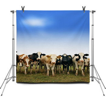 Calves On The Field Fleece Backdrop