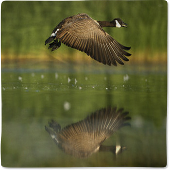 Canada Goose, Branta Canadensis Baby Blanket