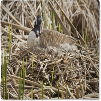Canada Goose Sitting On Nest In A Marsh In Baby Blanket