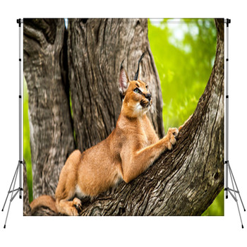 Caracal In Tree. Fleece Backdrop