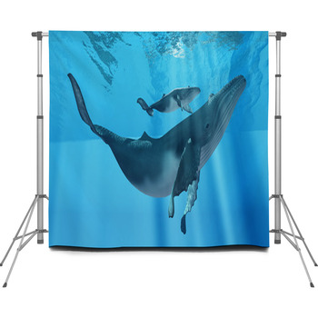 Caring Mother Humpback Custom Size Backdrop